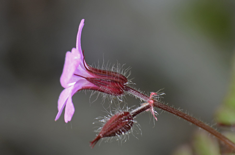Geranium robertianum / Geranio di San Roberto